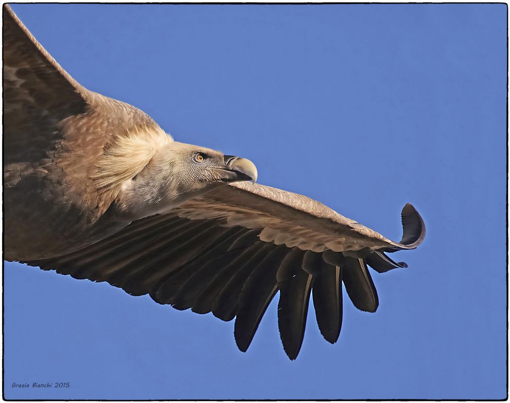 Grifoni (Gyps fulvus) alle Gole del Verdon (Francia)